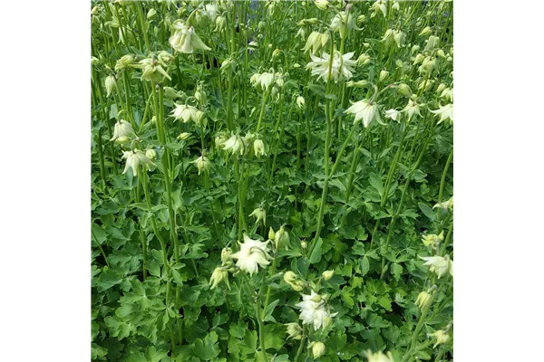 Kurzspornige Garten-Akelei 'White Barlow'