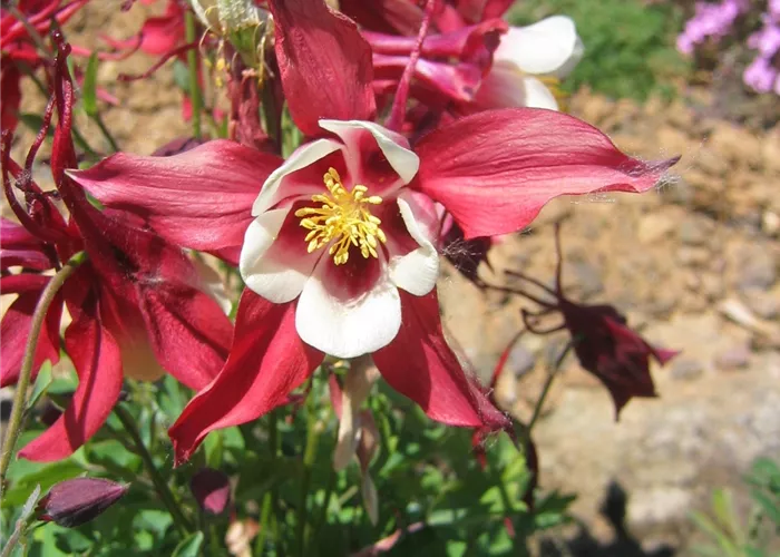 Aquilegia x caerulea 'Red Hobbit'