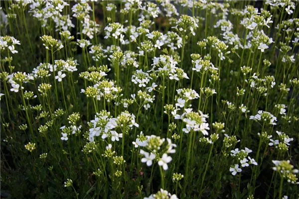Karpaten-Schaumkresse 'Neuschnee'