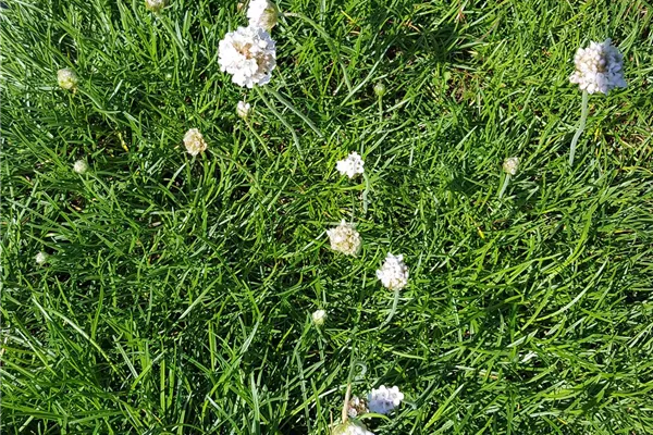Garten-Grasnelke 'Alba'