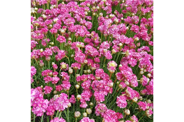 Garten-Grasnelke 'Splendens'