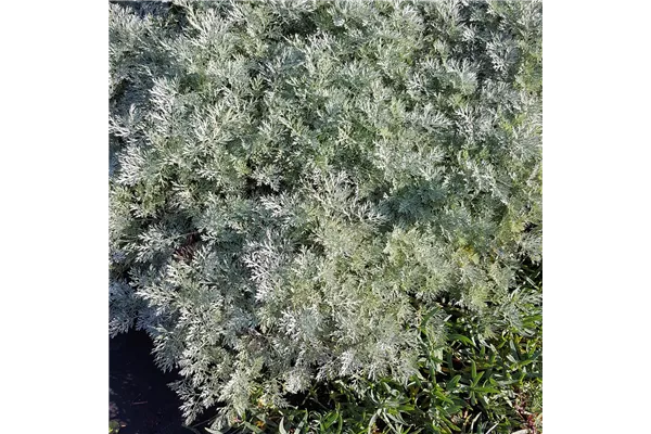 Halbstrauchiger Garten-Wermut 'Powis Castle'