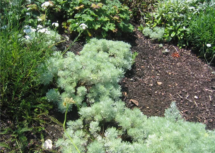 Artemisia schmidtiana 'Nana'