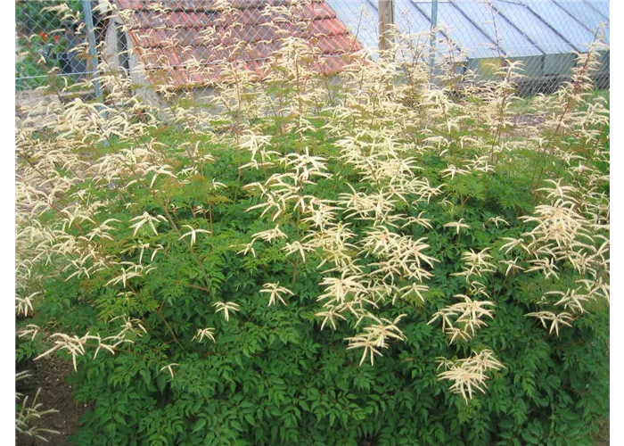 Aruncus aethusifolius