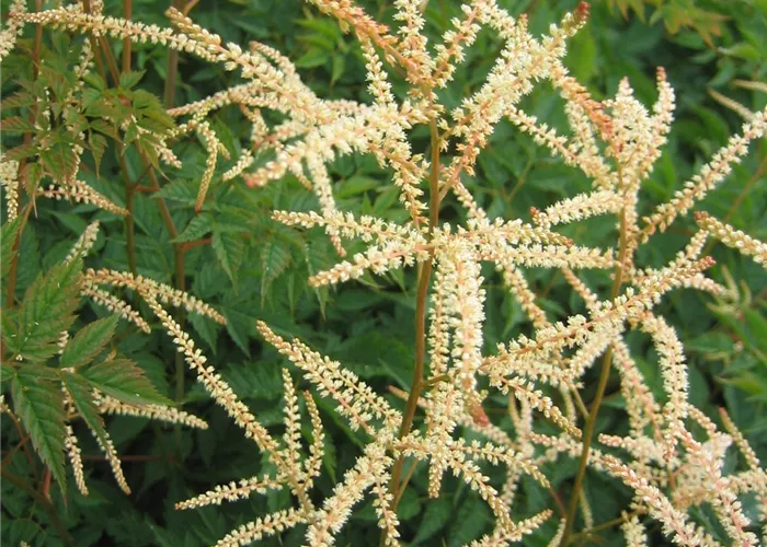 Aruncus aethusifolius 'Horatio'