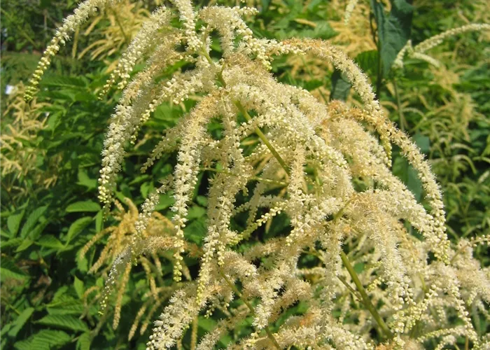 Aruncus dioicus