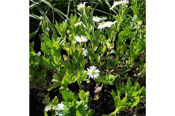 Wild-Aster 'Ashvi'