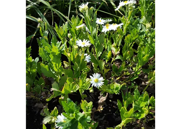 Aster ageratoides 'Ashvi'