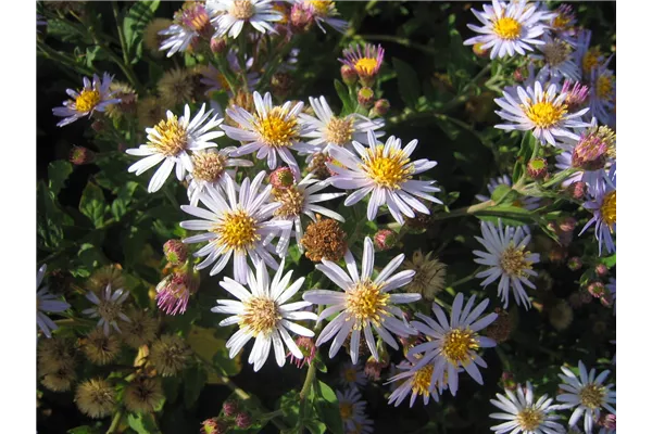 Wild-Aster 'Asran'