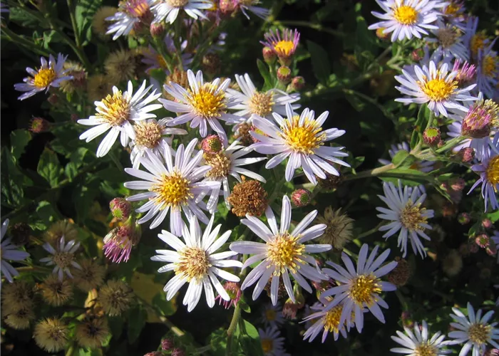 Aster ageratoides 'Asran'