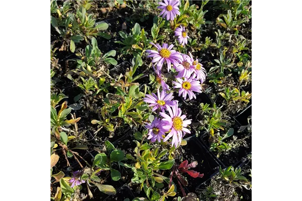 Garten-Sommer-Aster 'Rosa Erfüllung'