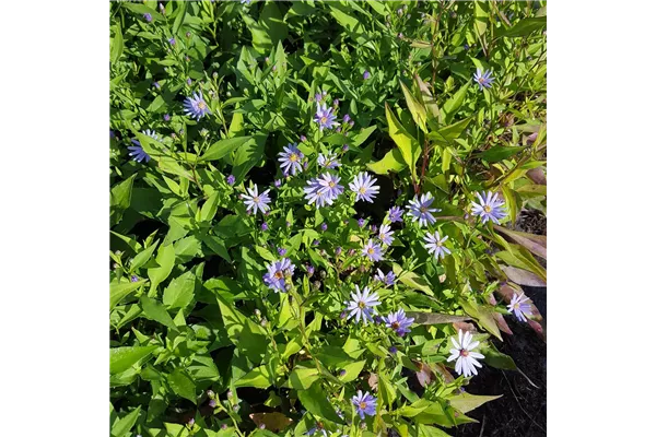 Garten-Schleier-Aster 'Blue Heaven'