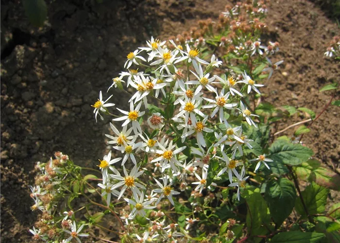 Aster divaricatus
