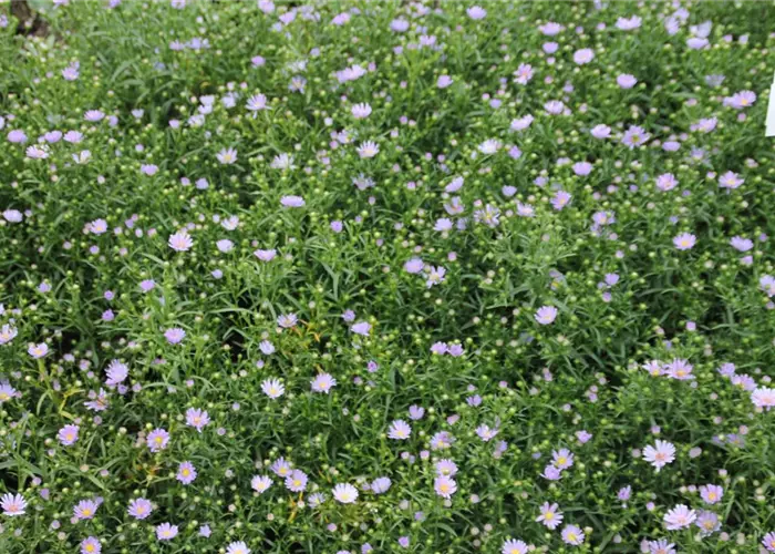 Aster ericoides 'Blue Wonder'