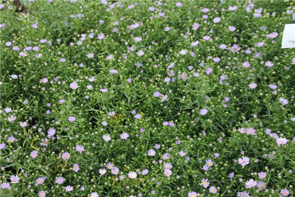 Garten-Myrten-Aster 'Erlkönig'