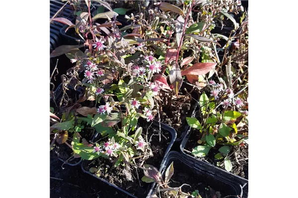 Waagerechte Garten-Aster 'Lady in Black'
