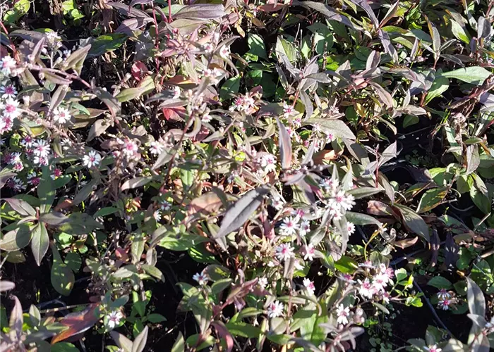 Aster lateriflorus horiz.'Prince'