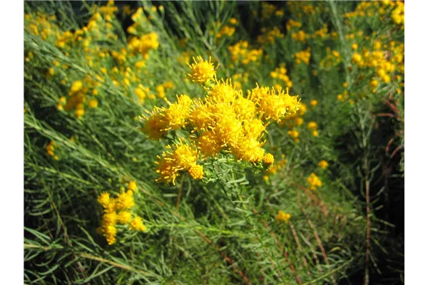 Goldhaar-Aster