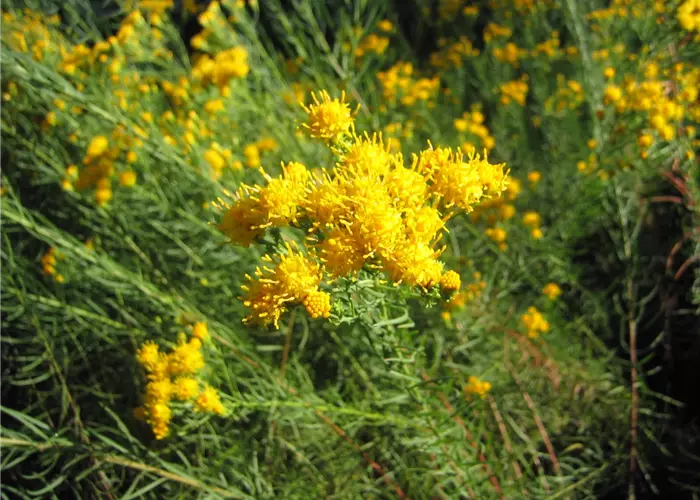 Aster linosyris