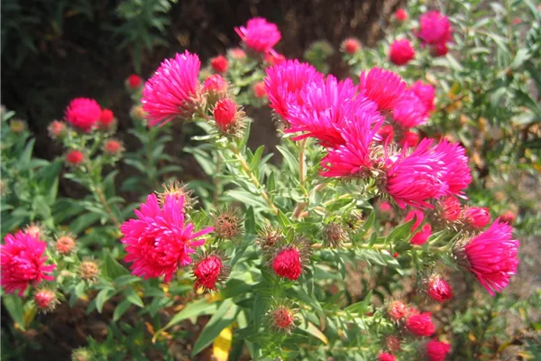 Garten-Raublatt-Aster 'Alma Pötschke'