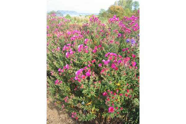 Garten-Raublatt-Aster 'Andenken an Paul Gerber'
