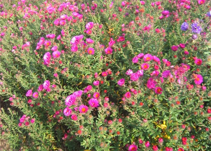 Aster novae-angliae 'Andenken an P.Gerber'