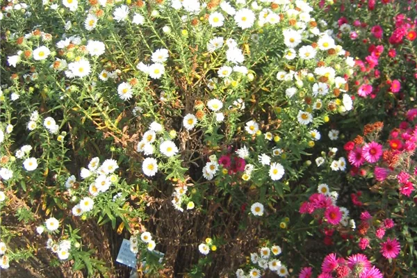 Garten-Raublatt-Aster 'Herbstschnee'