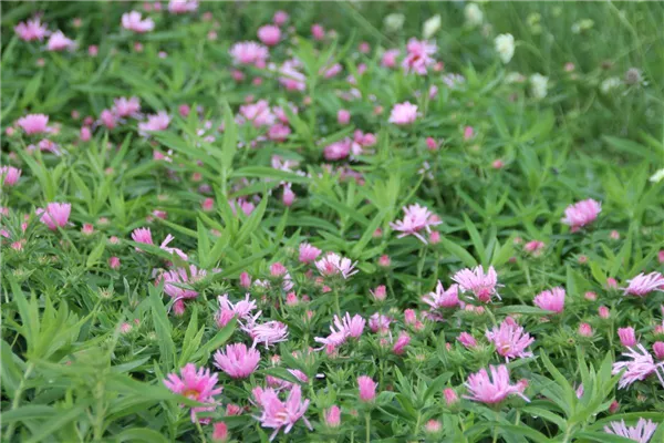 Garten-Raublatt-Aster 'Rosa Sieger'