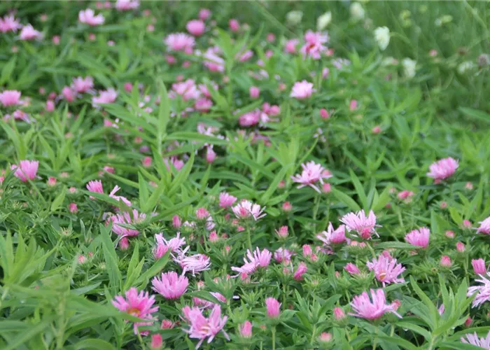 Aster novae-angliae 'Rosa Sieger'