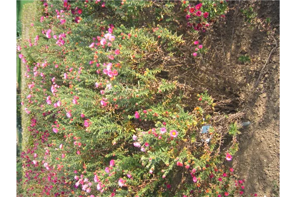Garten-Raublatt-Aster 'Rudelsburg'