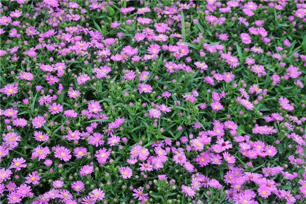 Garten-Glattblatt-Aster 'Karminkuppel'
