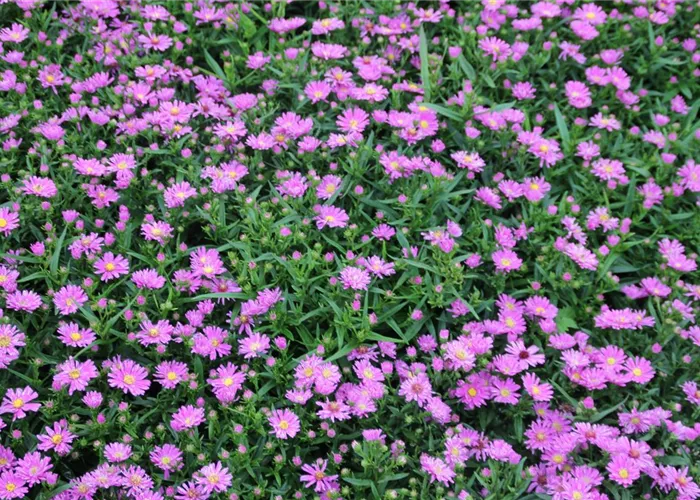 Aster novi-belgii 'Karminkuppel'