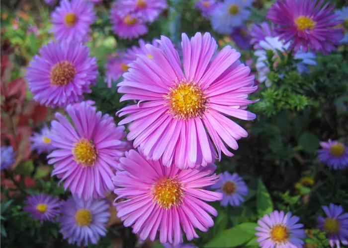 Aster novi-belgii 'Rosa Perle'