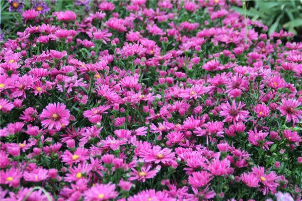 Garten-Glattblatt-Aster 'Royal Ruby'