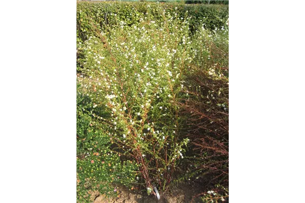 Pringleis Garten-Aster 'Monte Cassino'