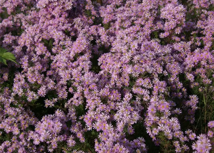 Aster pringlei 'Pink Star'