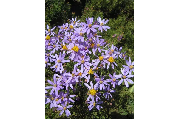 Niedrige Garten-Aster 'Nanus'