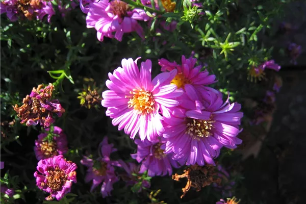 Garten-Kissen-Aster 'Heinz Richard'