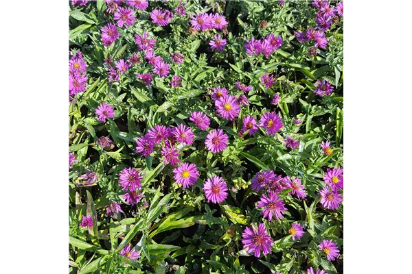 Blauviolett; Kissen-Aster