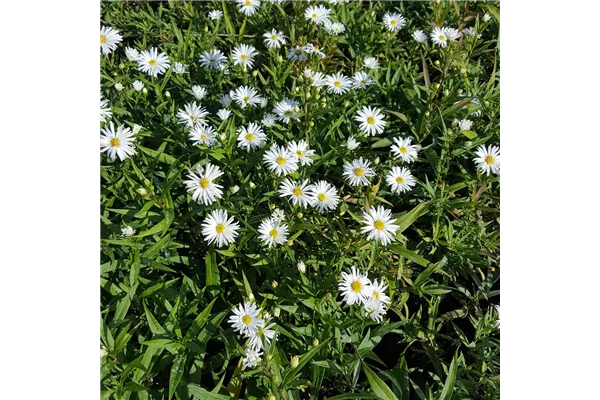 Garten-Kissen-Aster 'Kristina'
