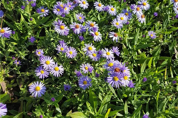 Kissen-Aster