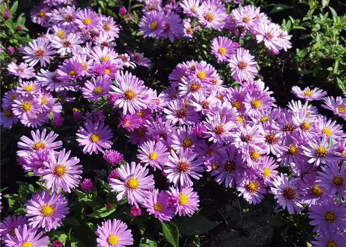 Aster x dumosus 'Rosenwichtel'