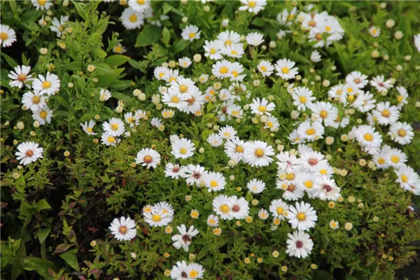 Garten-Kissen-Aster 'Schneekissen'