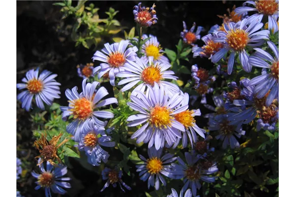 Garten-Kissen-Aster 'Silberblaukissen'