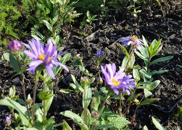 Aster x frikartii 'Jungfrau'