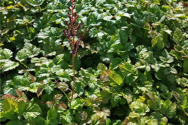 Lanzen-Astilbe 'Purpurlanze'