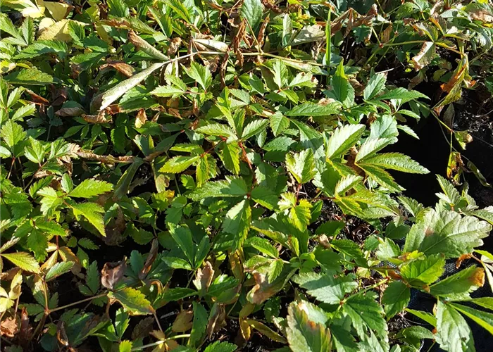 Astilbe x arendsii 'Anita Pfeifer'