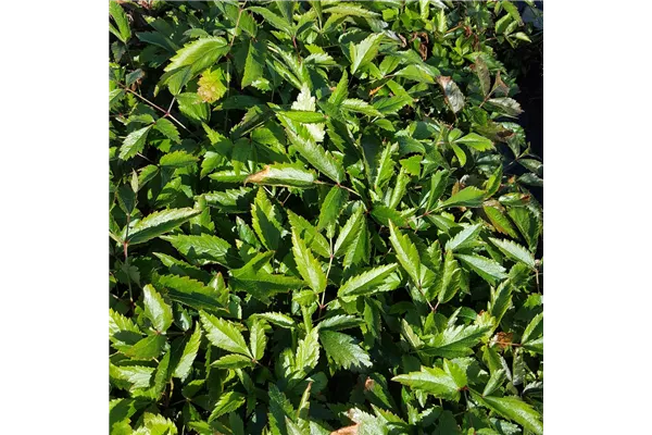 Arends Garten-Prachtspiere 'Weiße Gloria'