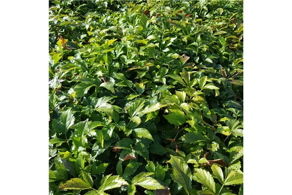 Garten-Prachtspiere 'Europa'