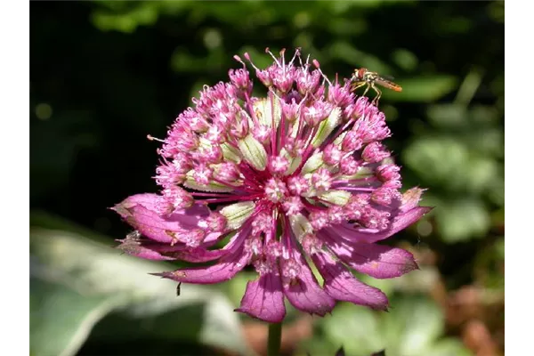 Garten-Sterndolde 'Claret'